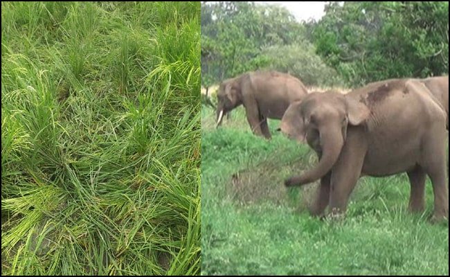 लालकुआं में हाथियों के आतंक से ग्रामीण परेशान, फसल भी की तबाह